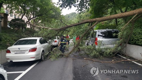 서울도 나무 쓰러지고 유리파손·정전 등 강풍피해 속출