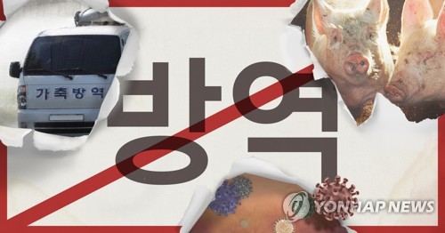 인천 강화서 국내 5번째 아프리카돼지열병…방역대 뚫려