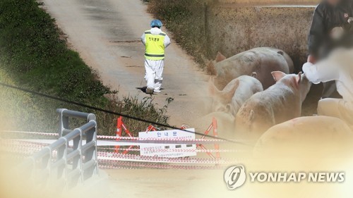 강화 ASF 농가 살처분 완료…인천 전체 양돈농가 채혈검사