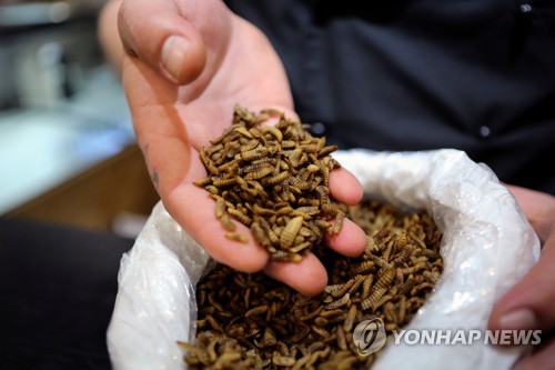 남아공서 '식용곤충 요리' 전문 식당 처음 문 열어…1접시 4천원