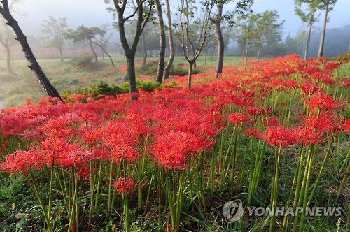 [#꿀잼여행] 호남권: 이룰 수 없는 사랑…꽃 지고, 잎 피우는 붉은 '꽃무릇'