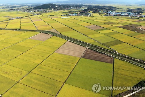 [쌀 산지 르포] 지평선이 보이는 김제평야…"얼씨구~ 풍년일세"