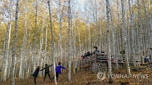 100인의 오케스트라와 함께하는 인제 자작나무 숲 음악회