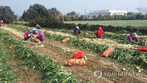 제주 겨울채소 종자, 수입 의존도 높아 농가 경영비 가중