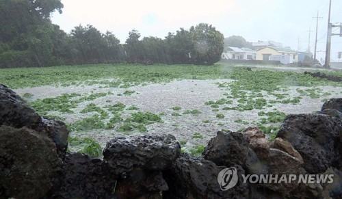 "풍수해에 재파종 제주 당근, 타파에 또 유실…올해 농사 포기"