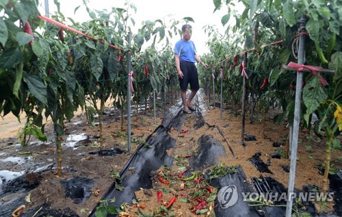 농식품부, 밭작물공동경영체 공모…공동경영 고품질 농산물 생산