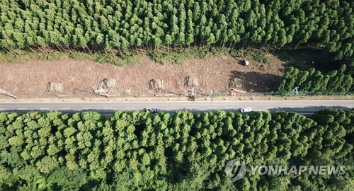 제주도, 비자림로 공사 환경피해 저감대책 마련키로