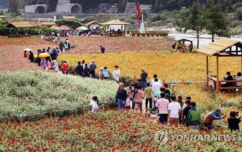 [#추석핫플] 강원권: 소설 같은 가을 꽃밭에서 소중한 인연과 행복한 웃음꽃