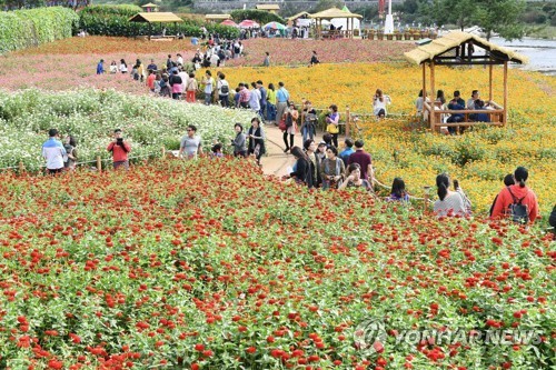 꽃길 걸으며 가을 낭만 만끽…평창백일홍축제 6일 개막