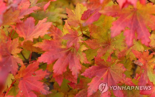 [#꿀잼여행] 강원권: 울긋불긋 가을옷 벌써 입었네…설악산은 첫 단풍