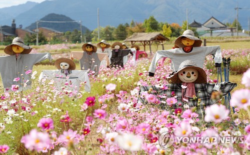 [#추석핫플] 강원권: 소설 같은 가을 꽃밭에서 소중한 인연과 행복한 웃음꽃