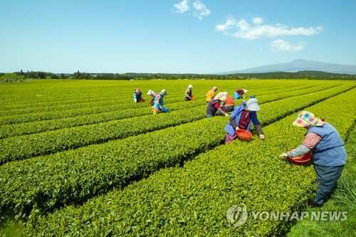 국산 차(茶) 수출 2022년까지 120억원으로 늘린다