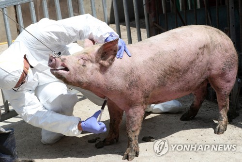 돼지열병 발생한 경기도 돼지·분뇨 강원도 반입 금지