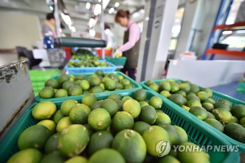 '겉은 진녹색 속은 노란' 제주풋귤…"건강에도 피부에도 좋아요"