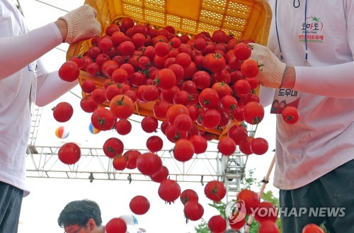 화천군 사내면 토마토축제 경제효과 64억원