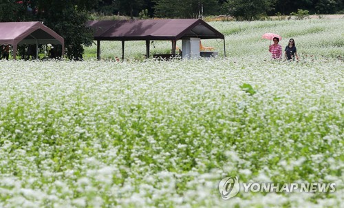 [#추석핫플] 강원권: 소설 같은 가을 꽃밭에서 소중한 인연과 행복한 웃음꽃