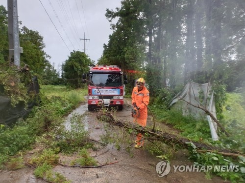 '애지중지 키운 농작물 어쩌나' 제주, 호우로 '링링' 복구 지연