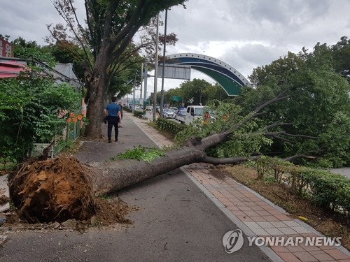 서울서 강풍에 15ｍ 나무 쓰러져…차량 앞유리 파손