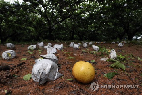 [르포] 출하 앞둔 사과·배 우수수…농심(農心)도 털썩(종합)