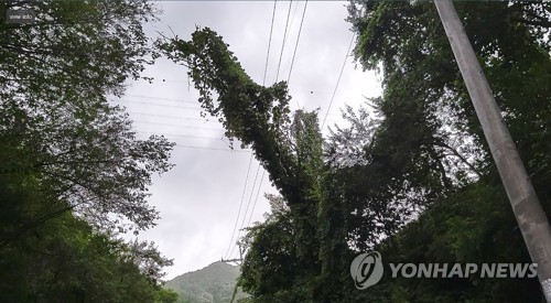 초속 41.2ｍ 강풍에 '휘청'…넘어지고 덮치고 강원 피해 속출