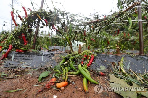 태풍 '링링' 농작물 피해 1만7천707㏊…벼·밭작물 순(종합)