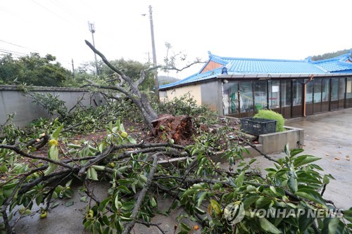 태풍 '링링' 강풍에 보령서 70대 할머니 등 3명 사상(종합)