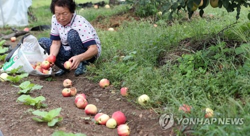 태풍 '링링' 할퀸 강원…1명 부상·농작물 1천36㏊ 피해(종합)