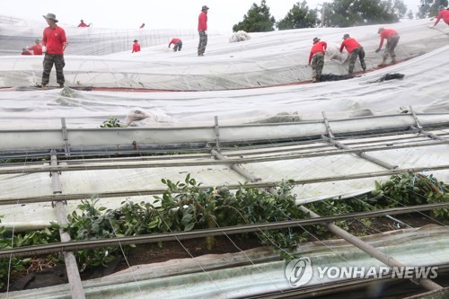 '추석이 코 앞인데…' 빗속 태풍 피해복구 작업에 온 힘