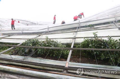 '애지중지 키운 농작물 어쩌나' 제주, 호우로 '링링' 복구 지연