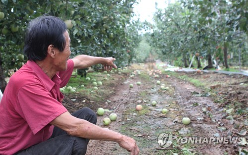 '링링'에 3명 사상·농작물 4천323㏊ 피해 충남 응급복구 착수