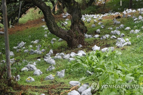 '추석이 코 앞인데…' 빗속 태풍 피해복구 작업에 온 힘