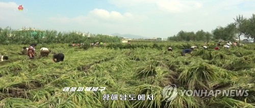 北, 태풍 피해로 수확량 걱정…"가을걷이에 전국가적 집중"