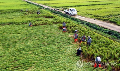 태풍에 쓰러지고 가을장마에 짓무르고…복구 구슬땀