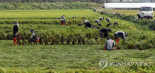 태풍에 쓰러지고 가을장마에 짓무르고…복구 구슬땀