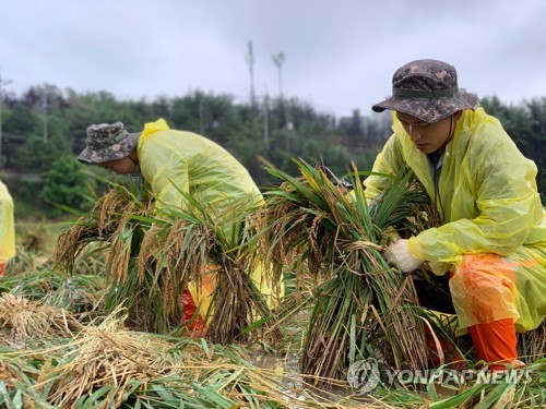 태풍 링링 상처 언제까지…농작물·수산시설 복구 먼 길