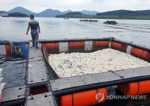 '적조 경보, 여수 돌산'…양식어류 24만마리 폐사(종합)