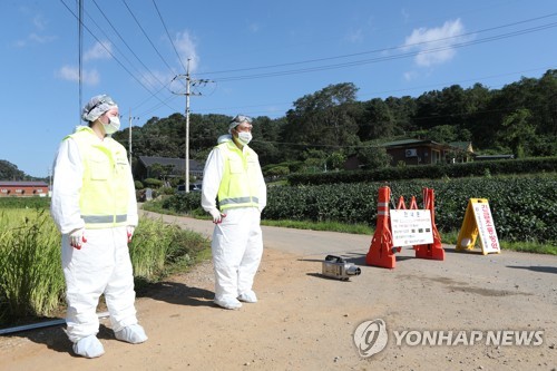 돼지열병 감염경로 오리무중…"발생 농가간 차량이동 없어"