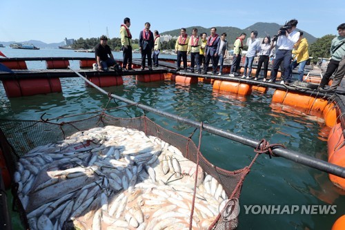 남해안 적조 한달 만에 소멸…220만마리 폐사 36억원 피해