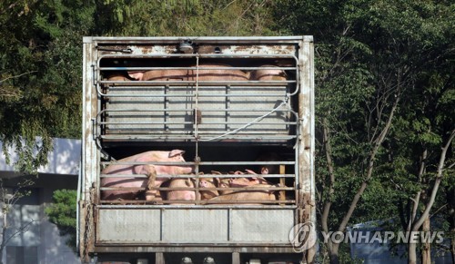 충남 1227개 농가 일제소독…멧돼지 기피제도 보급