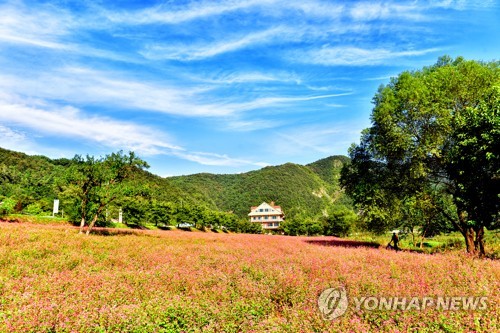 영월 동강변 3만3천㎡에 붉은 메밀꽃 활짝…진한 가을 풍경 연출