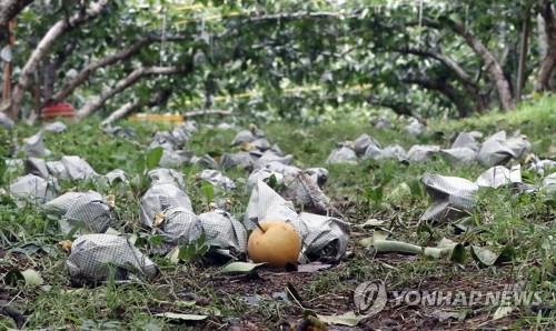 폭우·강풍 몰고 남해안 할퀸 태풍 '타파' 피해 복구 구슬땀