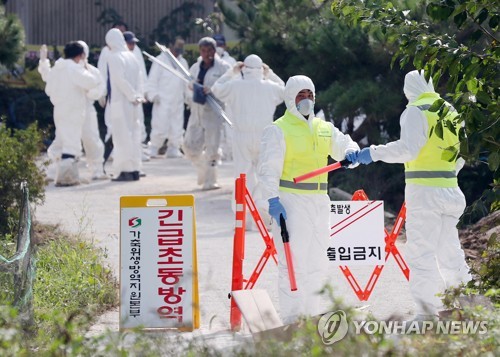 인천서 돼지열병 추가 확진…8350두 긴급 살처분