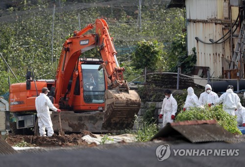 강화도 돼지열병 '도미노' 확산…섬 돼지 33% 살처분