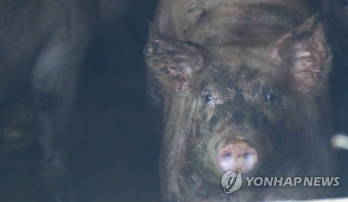 "촘촘한 방역선 구축" 강원 양돈 농가 입구 통제초소 설치 마쳐