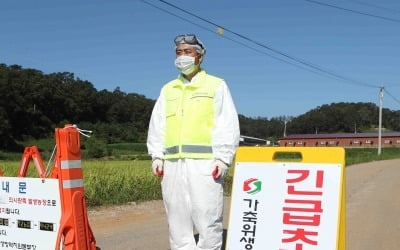 아프리카 돼지열병 확산, 지자체 방역 강화+파주·연천 행사 취소