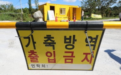 [팩트체크] 단 60원 남았다… '아프리카 열병' 돼지 역대 최고가 턱밑