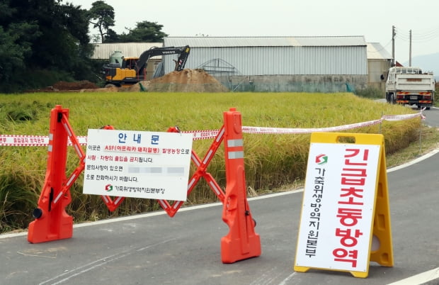 인천 강화지역에 아프리카돼지열병(ASF)이 확산해 방역당국에 비상이 걸린 27일 오후 국내 8번째로 ASF가 확진된 인천시 강화군 강화읍 한 양돈농장에서 포클레인이 살처분 작업을 위해 땅을 파고 있다. /사진=연합뉴스