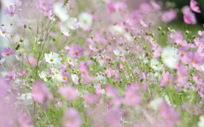 대체로 맑고 낮에는 다소 더운 날씨…'서울 낮 28도'