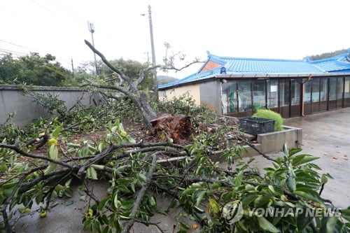 태풍 '링링' 강풍에 보령서 70대 할머니 등 3명 사상