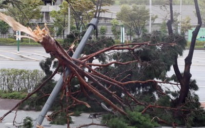 태풍 '링링'에도 버스 몰던 30대 운전기사…잠시 쉬려다 참변